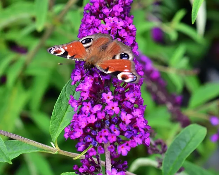 Buddleja-davidii-Royal-Red-3-B2Bjpg.