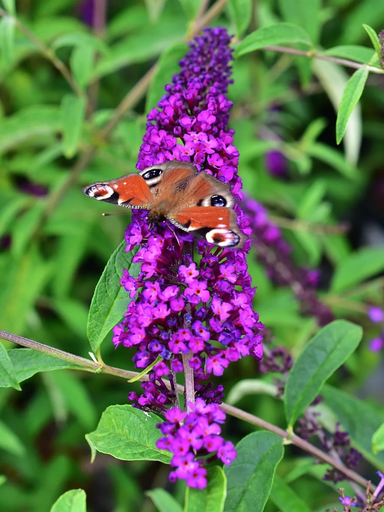 Davidi haldjamüts ‘Royal Red’ UUS!