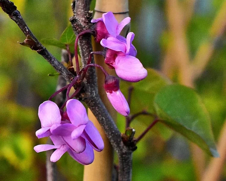 Cercis-siliquastrum-juudapuu.