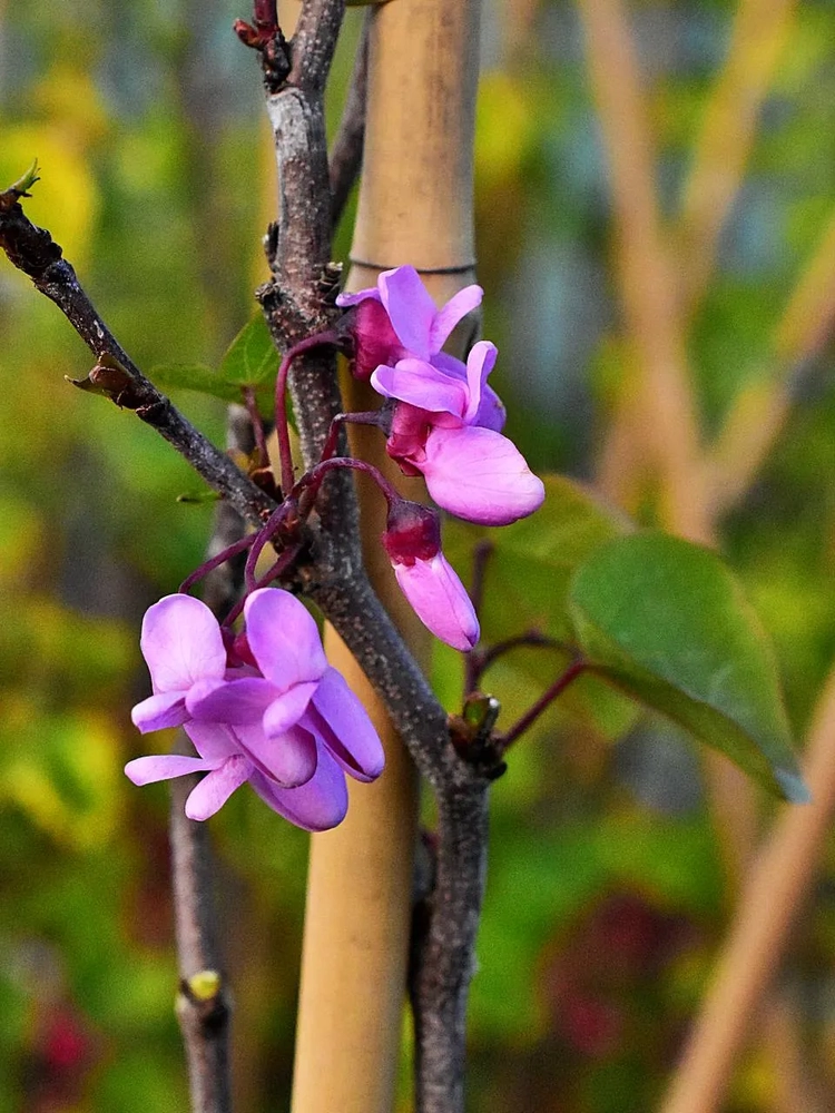Harilik juudapuu UUS!