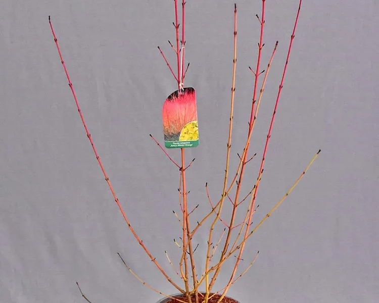 Cornus-sanguinea-Annies-Winter-Orange-C3-1jpg.