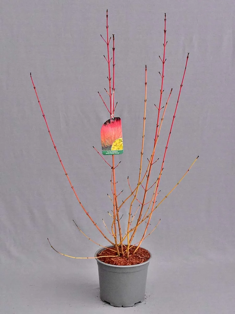 Verev kontpuu ´Anny’s Winter Orange’ UUS!