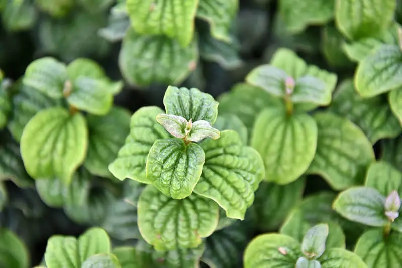 Cornus-sanguinea-Compressa-1jpg.