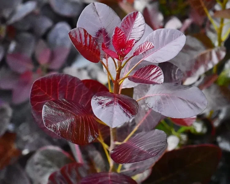 Cotinus-coggygria-Royal-Purple-1-B2Bjpg.