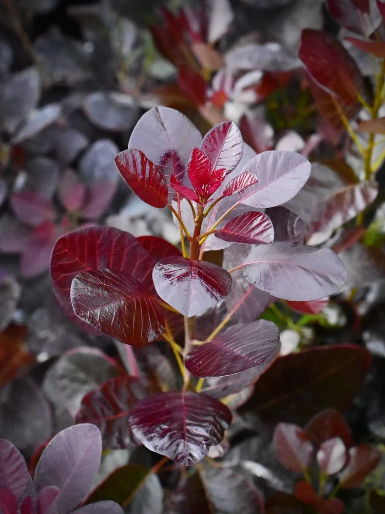 Harilik parukapuu ’Royal Purple’, C2/C3 30-50 cm UUS!