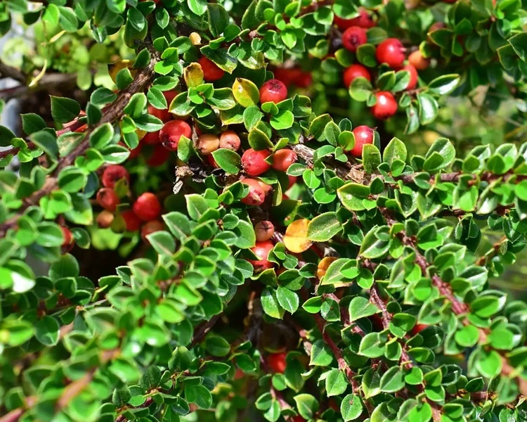 Cotoneaster-horizontalis-1-B2Bjpg.