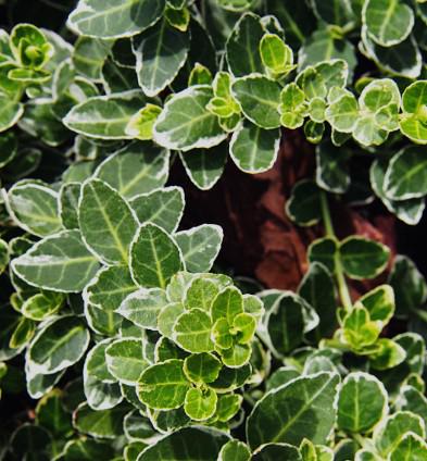 Euonymus-fortunei-emeraldgaiety