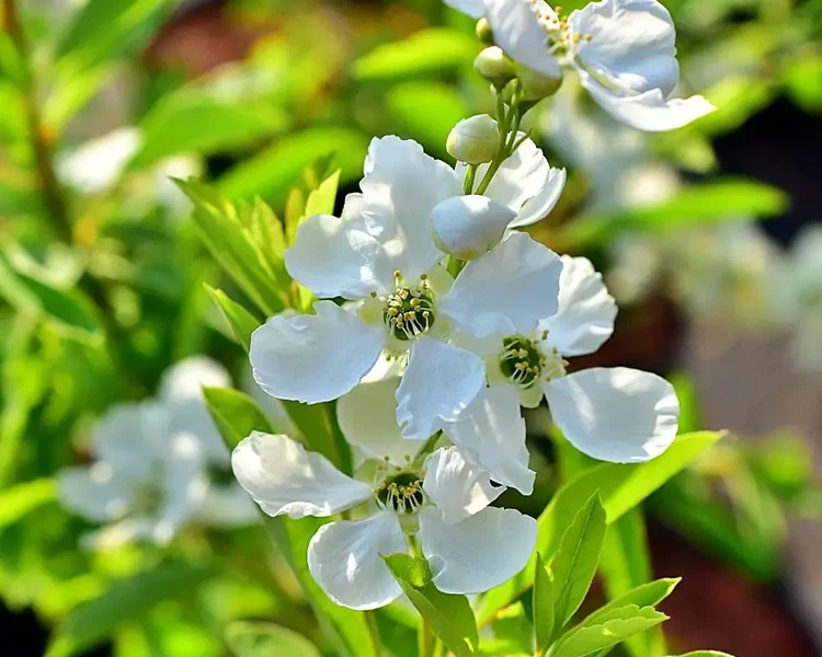 Exochorda-racemosa-Niagara-1-B2Bjpg.