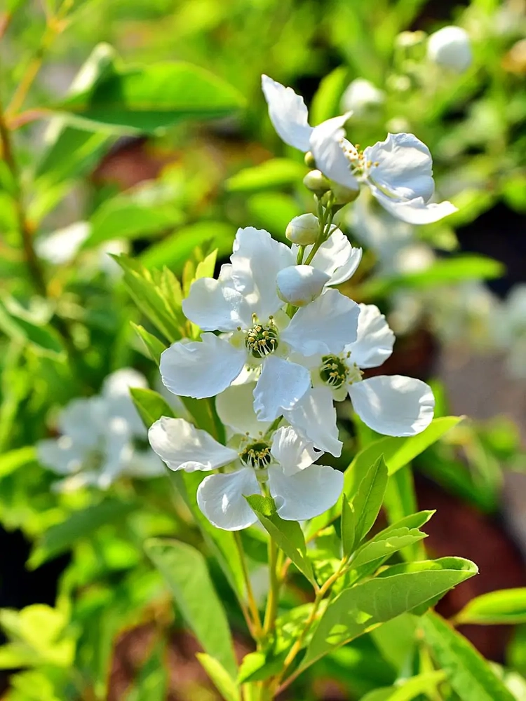 Kobar-õisenelas C2 20-30 cm UUS!