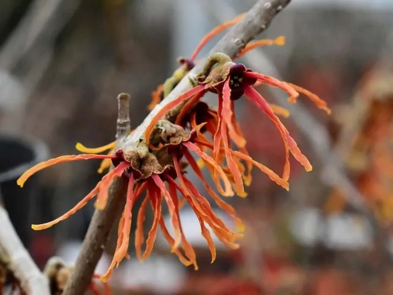 Hamamelis-intermedia-Orange-Beauty-1jpg.