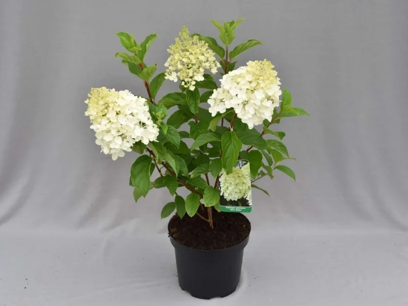 Hyd-Silver-Dollar-C3jpg.