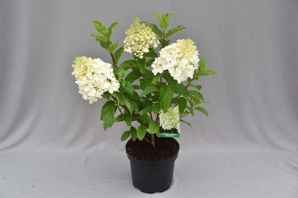 Aedhortensia Silver Dollar UUS!
