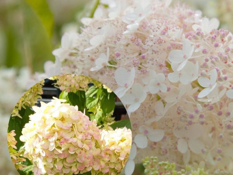 Hydrangea-Paniculata-Living-Milk-and-Honey