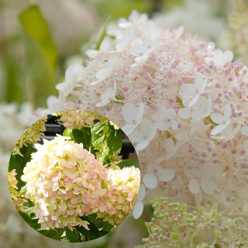 Aedhortensia LIVING MILK & HONEY® UUS!