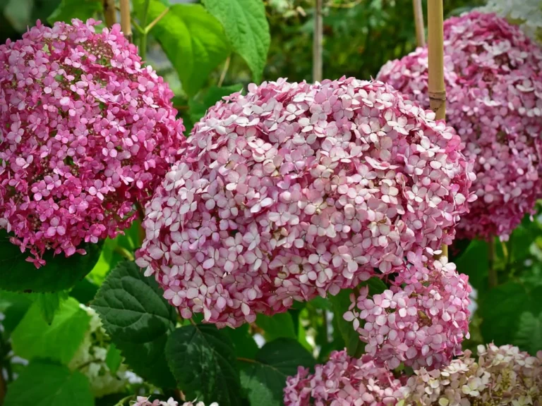 Hortensia