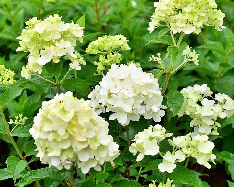 Hydrangea-paniculata-Petite-Cherry-Couharie-1-B2B