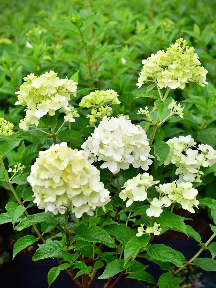 Aedhortensia Petit Cherry C5 20-30 cm UUS!