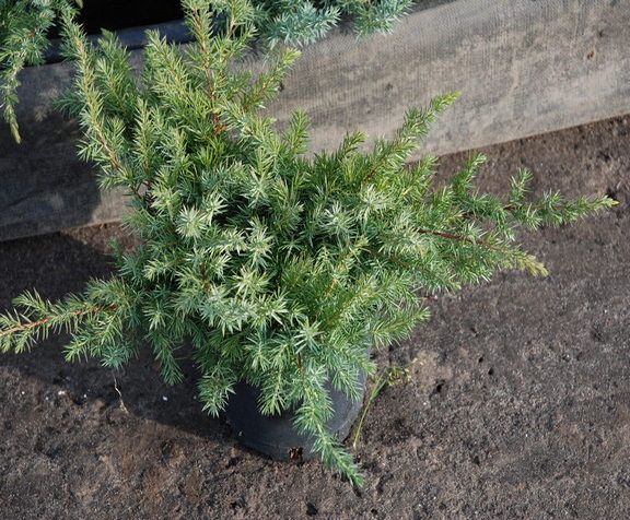 Juniperus-conferta-Schlager-Acrocona