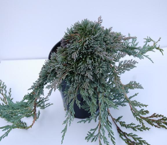 Juniperus-horizontalis-icee-blue-acrocona