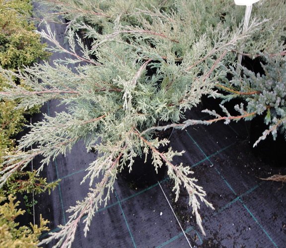 Juniperus-virginiana-hetz-acrocona