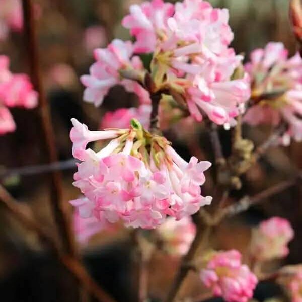 Ko-mri-lodjapuu-Charles-Lamont-UUS-