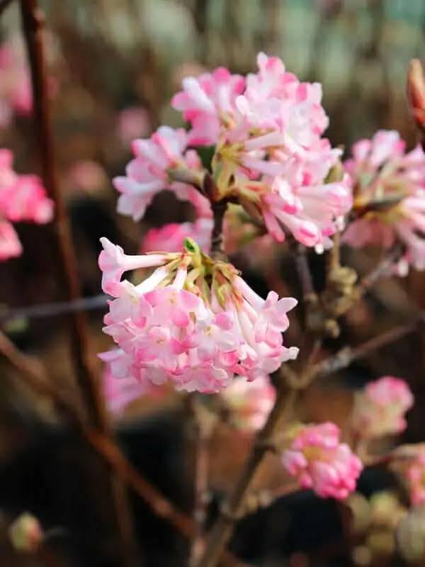 Kõmri lodjapuu  ‘Charles Lamont’ UUS!
