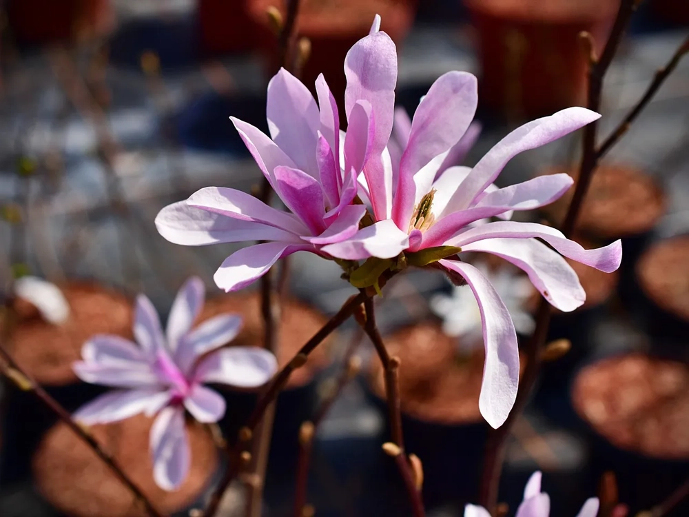 Tähtmagnoolia ‘Rosea’ UUS!