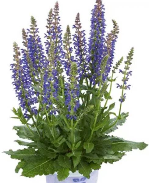 Oivalinesal-AprilNight