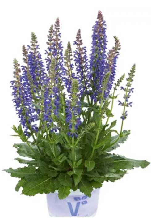 Oivaline salvei `April Night`