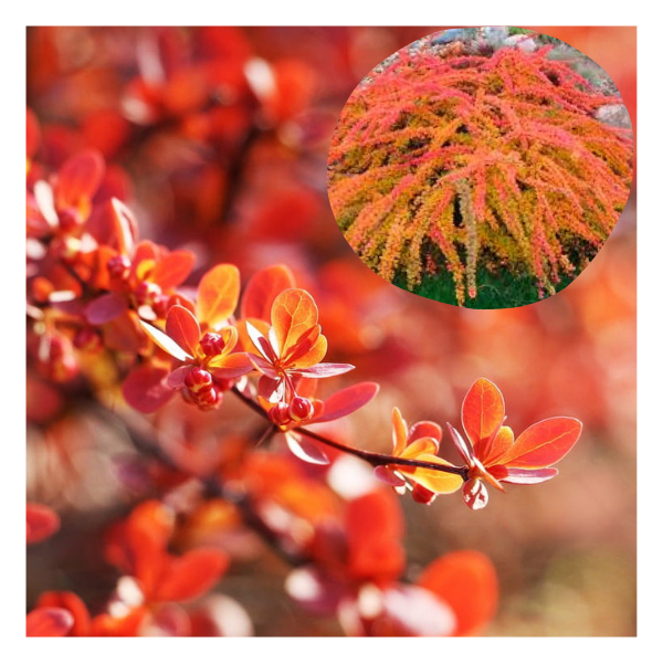 Orange-Carpet-Berberis-thunbergii-2
