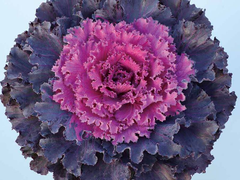 Osaka-iQSeries-RedNormal