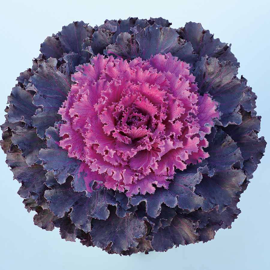 Dekoratiivkapsas ‘Osaka iQ Series Red Normal’