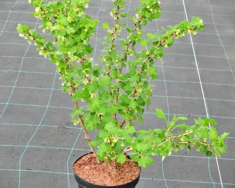 Ribes-uva-crispa-HINNONMAKI-ROD-Hinnonmaen-Punainen-C3-1-B2Bjpg.