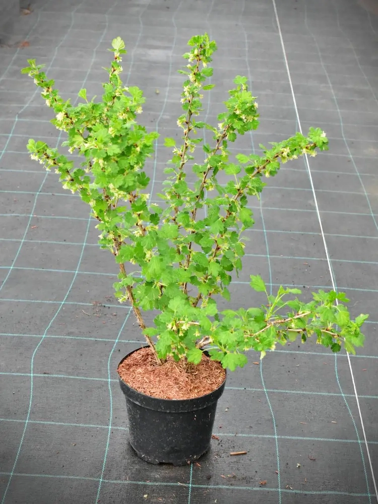 Aed-karusmari HINNONMÄKI RÖD UUS!