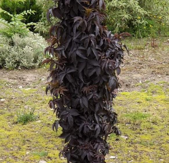 Sambucus-Black-Tower