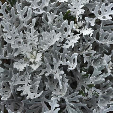 Senecio-cineraria-Quicksilver-2