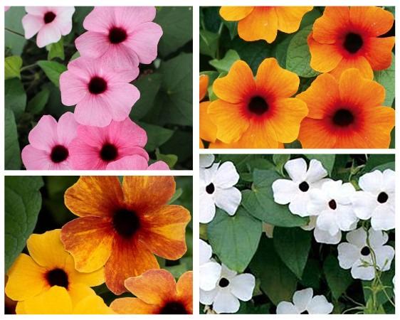 Tunbergia ‘Sunny Susy’