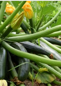 Suvikorvits-Black-Beauty