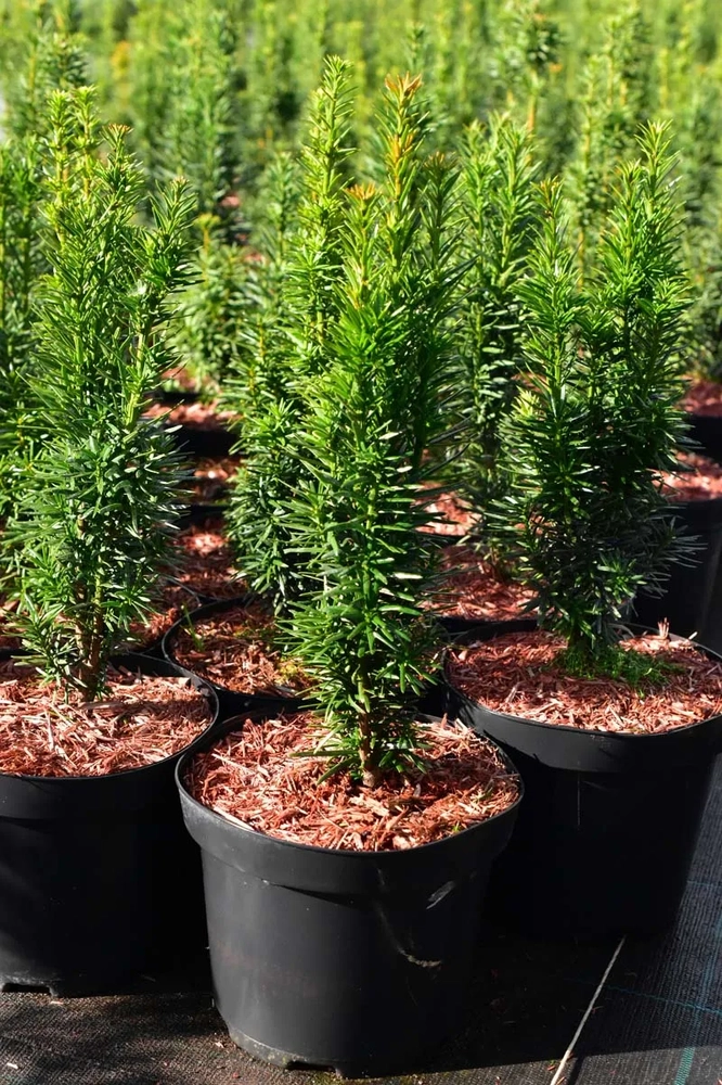 Värd-jugapuu ‘Wojtek’2Y