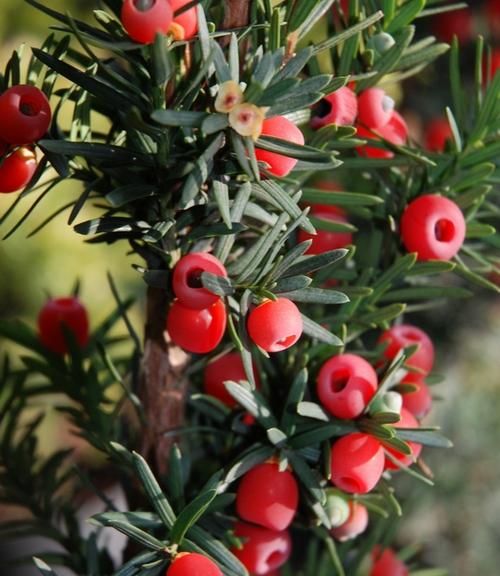 Taxuxs-Chudyacrocona