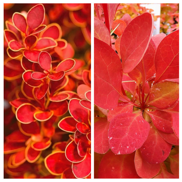 -Thunbergi-kukerpuu-Orange-Ice-2