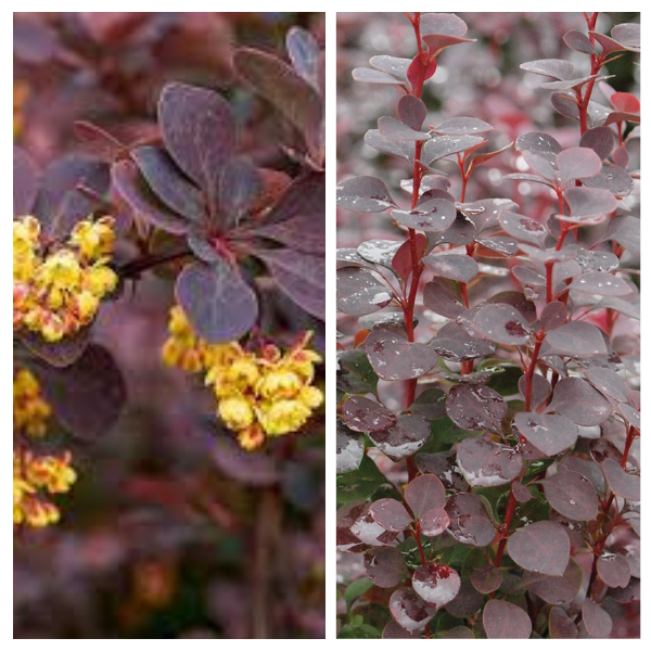 -Thunbergi-kukerpuu-Summer-Chocolate-PBR-Berberis-thunbergii-C2