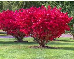 Tiivulinekikkapuu-Compactus