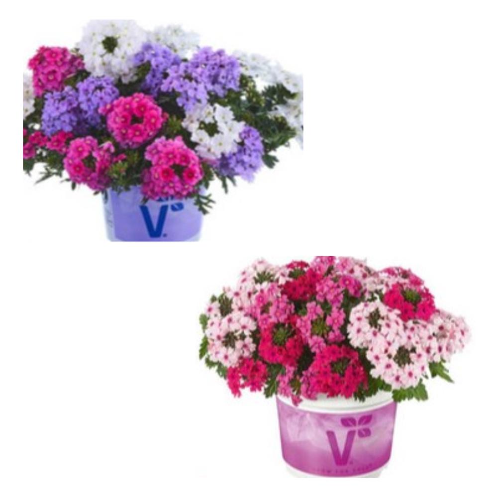 Ripp-raudürt 3-ühes `Vectura Trio` – ’Lavender-Pink-White’