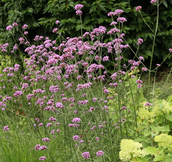 Verbena-Violet-Blue-2