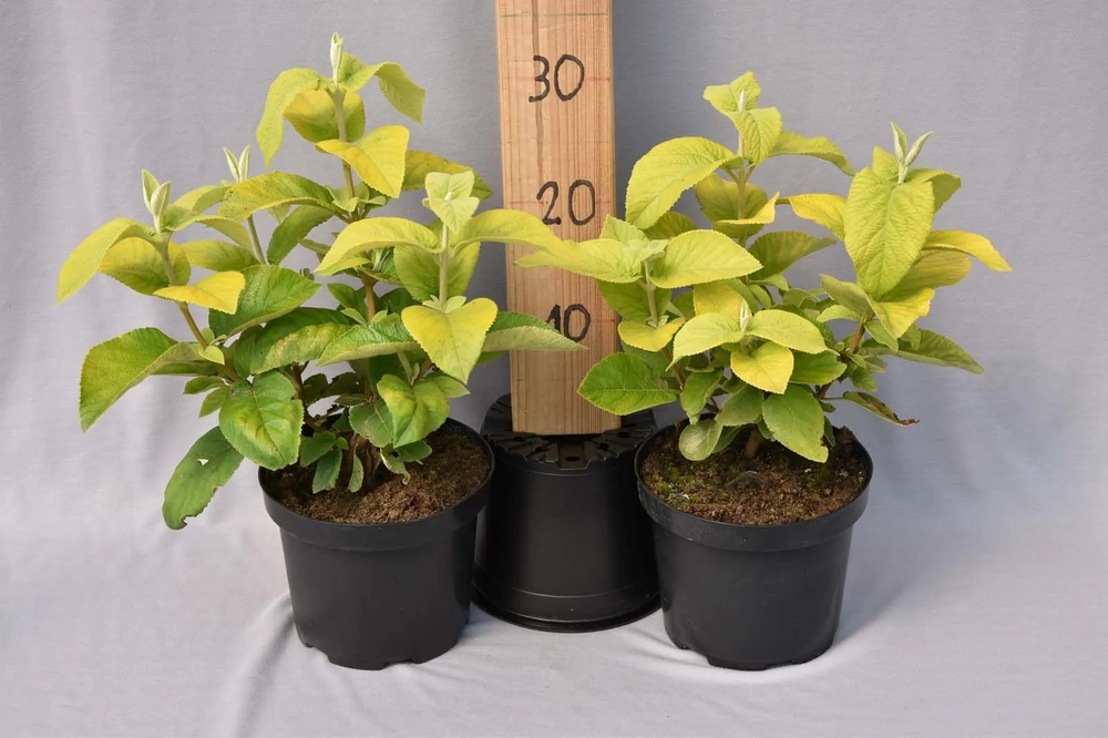 Villane lodjapuu ‘Aureum’ UUS!