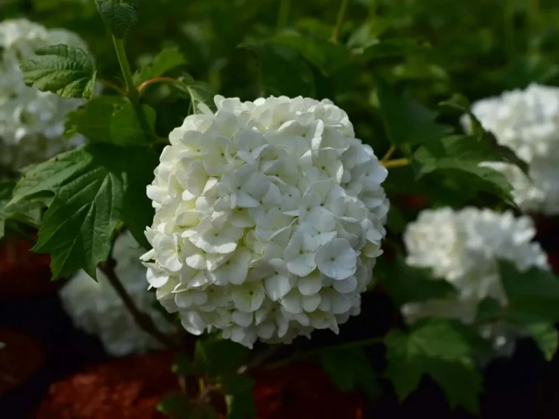 Viburnum-opulus-Pohjan-Neitojpg.