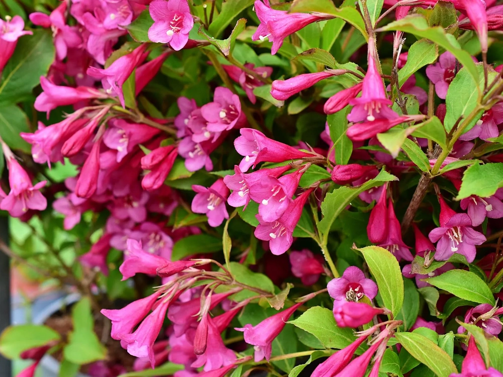 Kaunis veigela ‘Rumba’