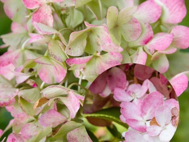 aedhortensia-Petit-lantern