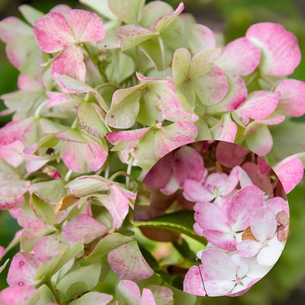 Aedhortensia Petit Lantern C5 30-40cm UUS!